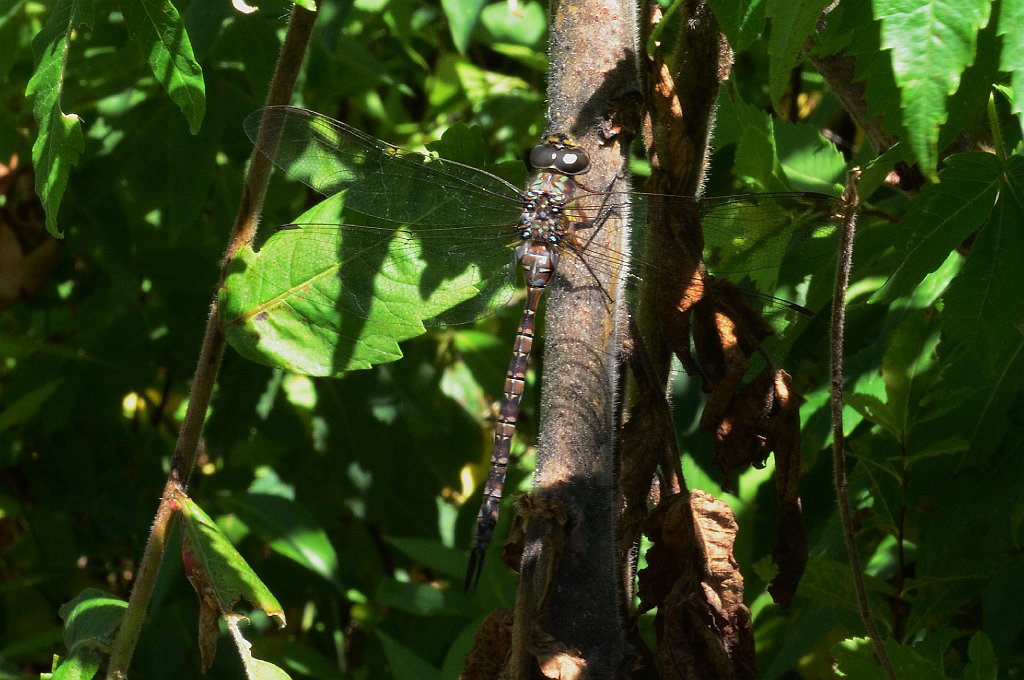 093 2012-07255579 Wachusett Mountain, MA.JPG - Shadow Darner (Aeshna umbrosa) Dragonfly. Wachusett Mountain State Park, MA, 7-25-2012